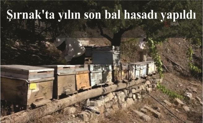 Bal hasadına başlandı