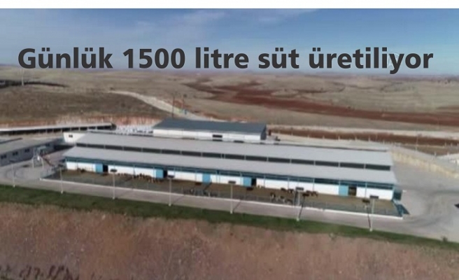Devlet desteğiyle kurulan çiftlikte günlük 1500 litre süt üretiliyor