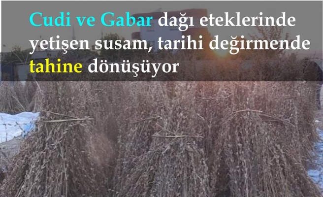 Susam Kumçatı'da tarihi değirmende Tahin'e dönüşüyor