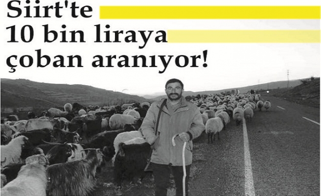 Siirt'te 10 bin liraya çoban aranıyor!