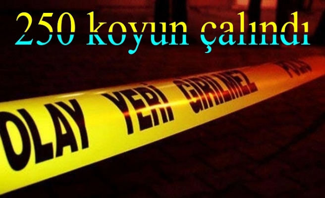 250 koyun çalındı