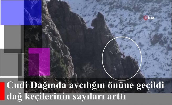 Cudi Dağında avcılığın önüne geçildi, dağ keçilerinin sayıları arttı