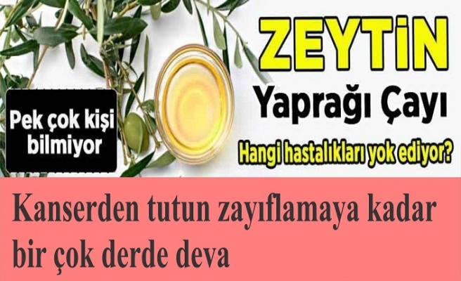 Zeytin yaprağının faydaları nelerdir? Zeytin yaprağı çayı faydası