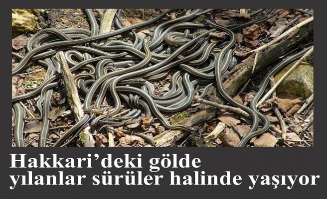 Hakkari’deki gölde yılanlar sürüler halinde yaşıyor