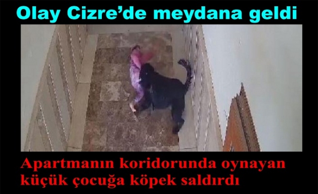 Cizre'de apartmanın koridorunda oynayan küçük çocuğa köpek saldırdı