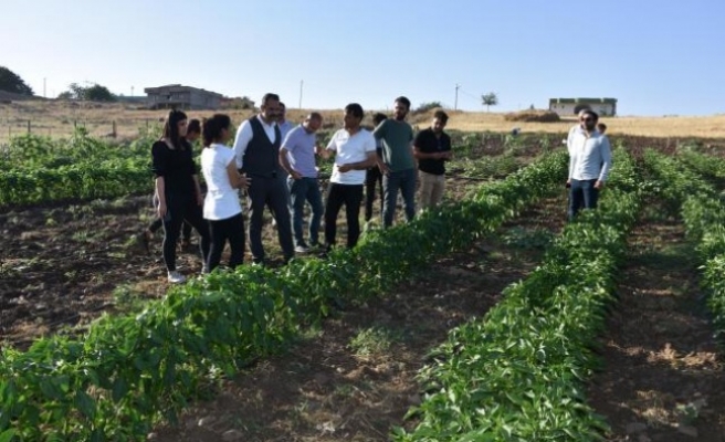 Emine Akman Sırtköy Beldesinde 6 çeşit sebze ve meyve yetiştiriyor