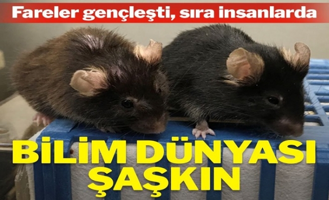 Fareler gençleşti, sıra insanlarda