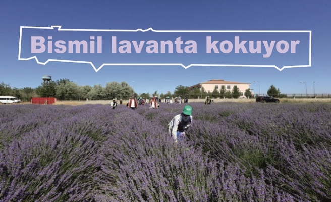Lavanta hasadına başlandı