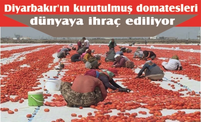 Kurutulmuş domatesleri dünyaya ihraç ediliyor