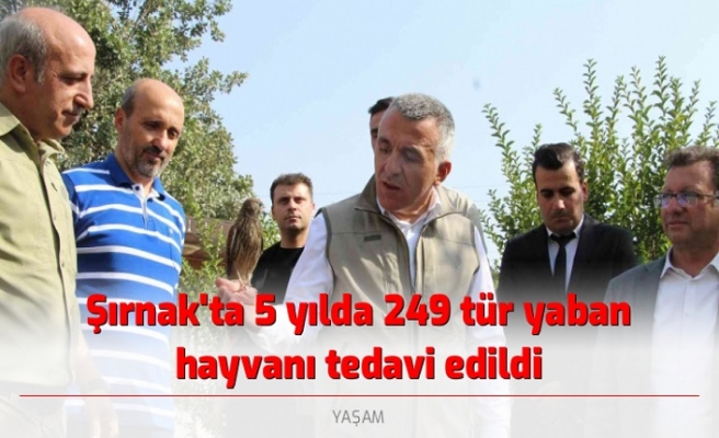 Şırnak'ta 5 yılda 249 tür yaban hayvanı tedavi edildi