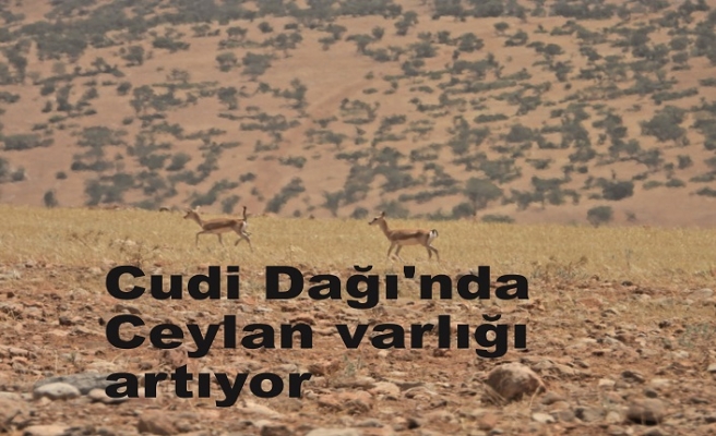 Cudi Dağı'nda ceylan varlığı artıyor