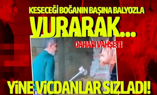 Boğayı, başına balyozla vurarak katletti