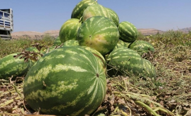 Diyarbakır Karpuzun hasadına başlandı