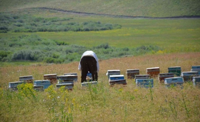 Feraşin Avasipi yaylalarında 40 bin arı bal yapacak