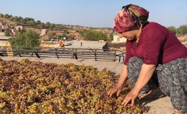 Üzüm üreticileri yüksek rekolte bekliyorlar