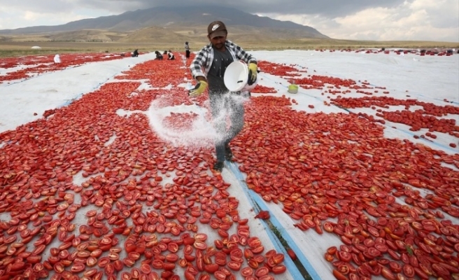 Bitlis'ten Avrupa'ya kurutulmuş domates ihracatı