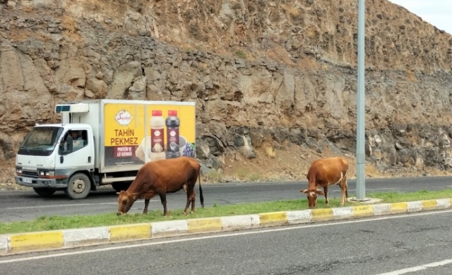 Cizre'de inekler bu mevkiye çok yakışıyor