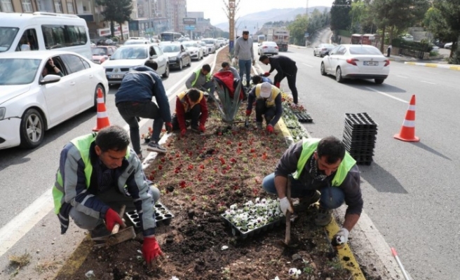 Kavşak ve refüşlere 110 bin çiçek dikildi