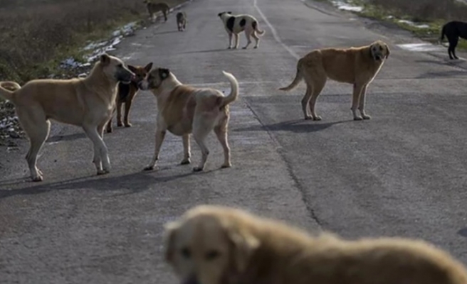 Sokak köpekleri Şırnak'ta bir öğretmene saldırdı