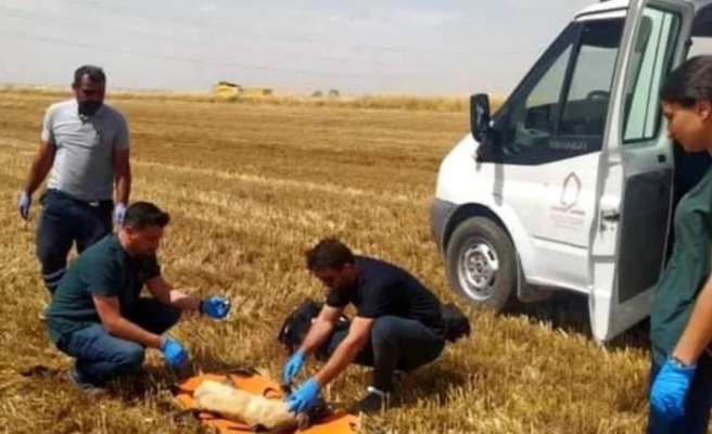 Biçerdöver altında kalan Köpek 3 ayağını kaybetti