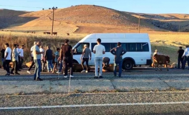 Minibüs inek sürüsüne çarptı