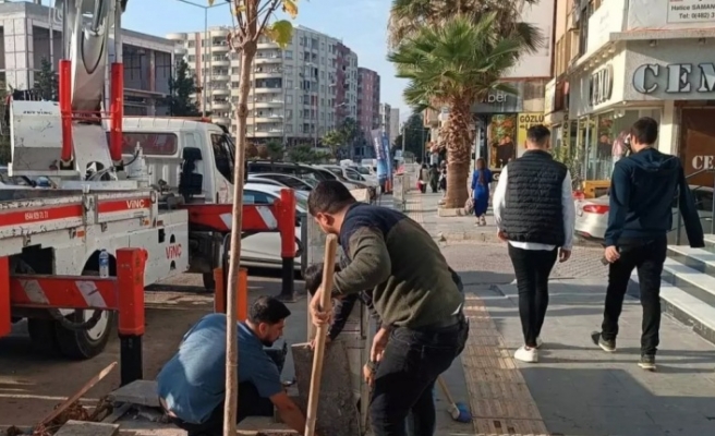 Ağaç Kesene Cezai işlem yapıldı