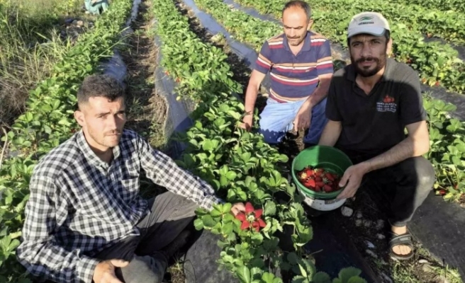 Çilek Hasadı başladı