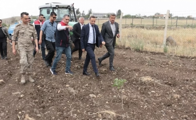 Cizre’de fıstık yetiştiriciliği gelişiyor
