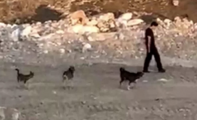 Köpeklerin saldırısına rağmen soğukkanlığını korudu