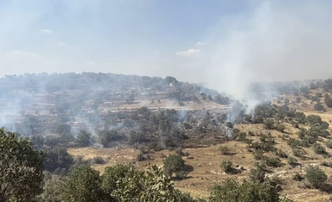 Nusaybin’de orman yangını