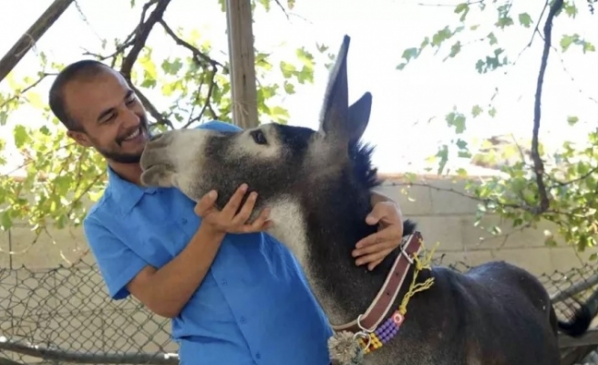 Eşek yavrusunu sahiplenmek için Mardine geldi