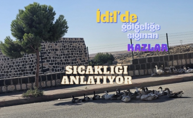 İdil’de sıcaklığın ölçüsü: Gölgeye sığınan kazlar