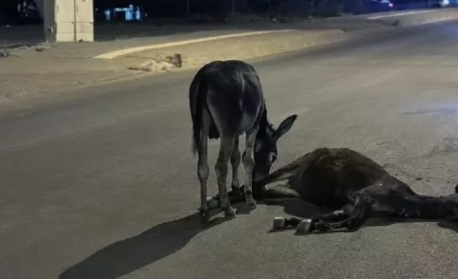 Otomobilin çarptığı eşek öldü yavrusu başından ayrılmadı