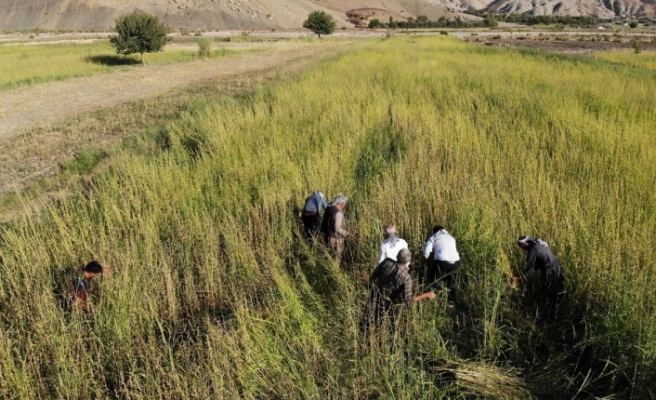 Kumçatıda Susam hasadı başladı