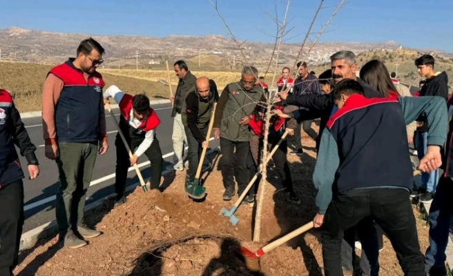 Cizre Şırnak Karayolunda orta Refüjlere Fidan dikimi