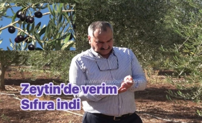 Zeytin Bahçesinden sıfır verim