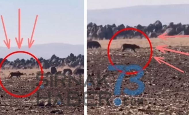 İdil’de Anadolu Parsı görüldü