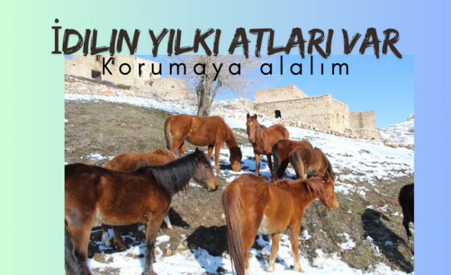 İdil’in Yılkı Atlarına bakın hele !