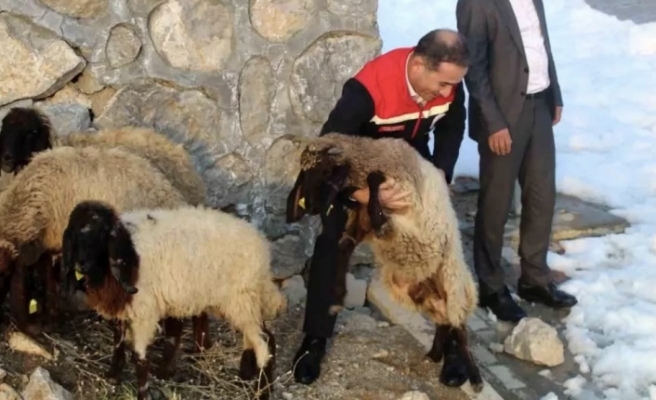 Vahşi hayvanlar 35 koyunu telef etti