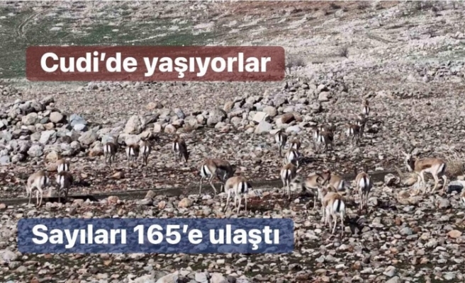 Cudi dağında sayıları 165’e ulaştı