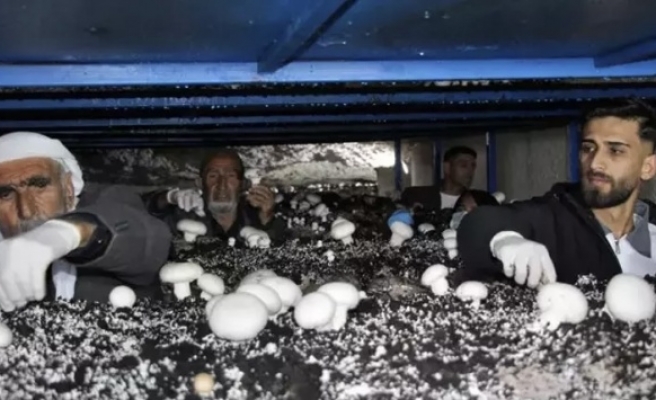 İdil’de Girişimcilik Örneği: Tarihi Mağarada Üretim