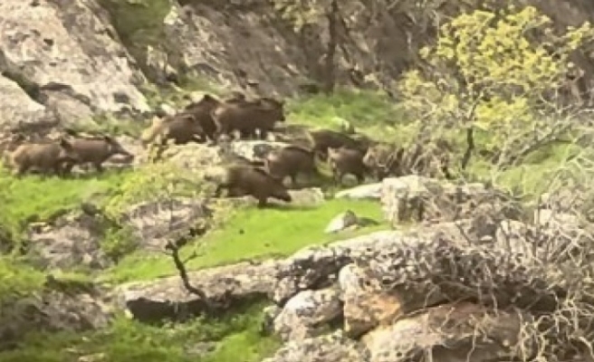 İdil’de Yaban Domuzu sürüsü cep telefonuna yansıdı