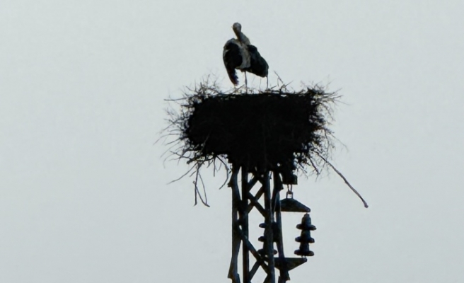İdilin leylekleri bu sene çok mutlu
