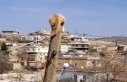 Köpekten kaçan kedi direkte mahsur kaldı