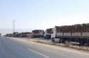Ağaç kıyımına karşı tepkiler giderek büyüyor