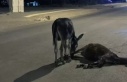Otomobilin çarptığı eşek öldü yavrusu başından...