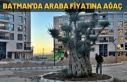 Araba fiyatına ağaç satın aldı