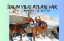 İdil’in Yılkı Atlarına bakın hele !