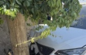 Dirsekli Köyünde trafik kazası
