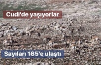Cudi dağında sayıları 165’e ulaştı
